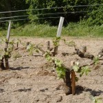 Pied de vigne