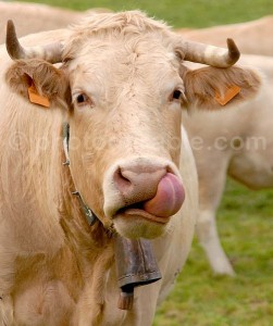 Blonde d'Aquitaine