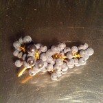 La grappe qui arrive au chai