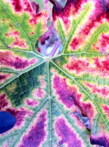 Automne Hourbanon (17)