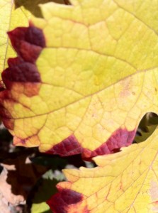 Automne Hourbanon (9)